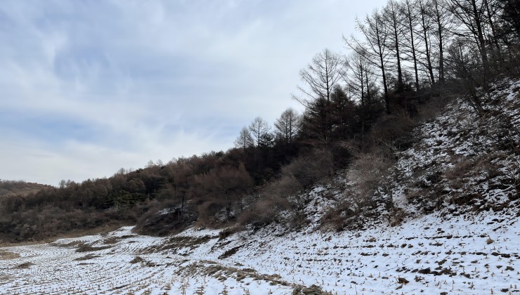 遼陽鐵西糧庫物(wù)資站林權